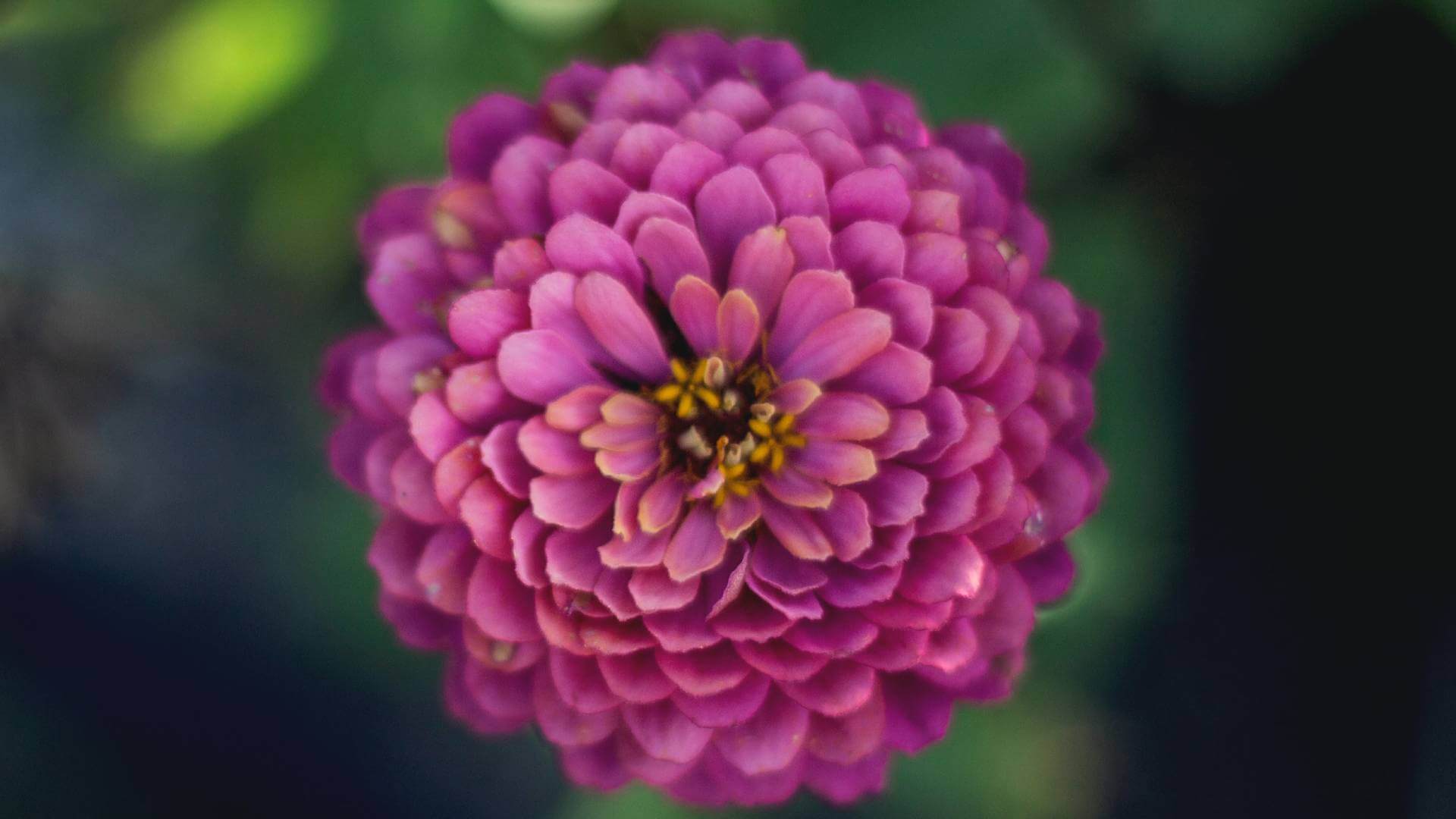 Eco-Friendly Gardening: Tips for Growing Lush Greenery